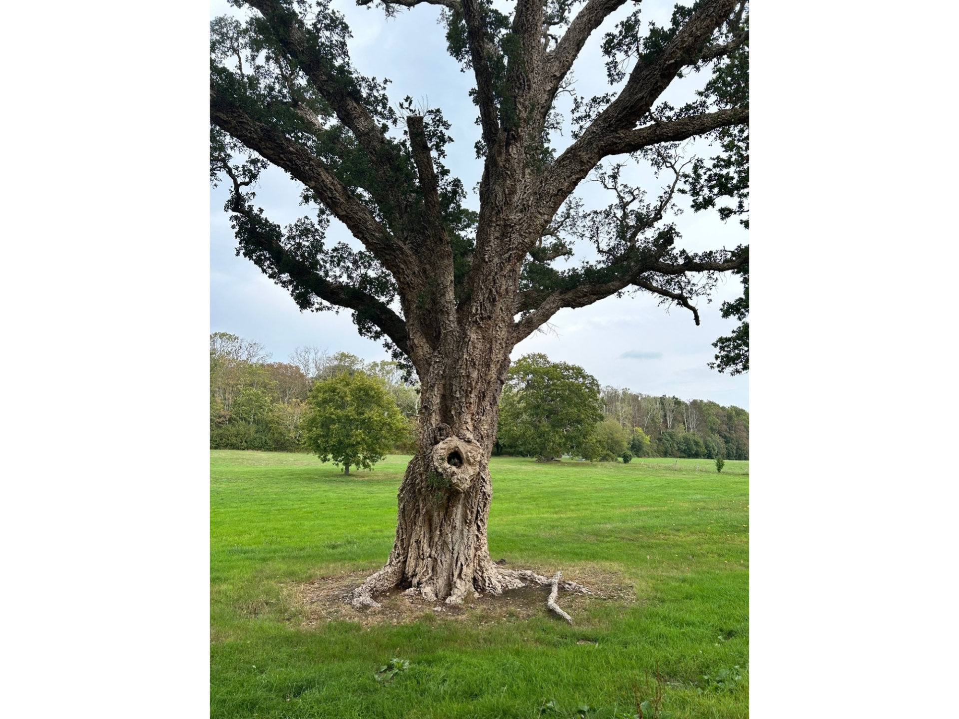 Cork Oak tree planted by Prince Albert