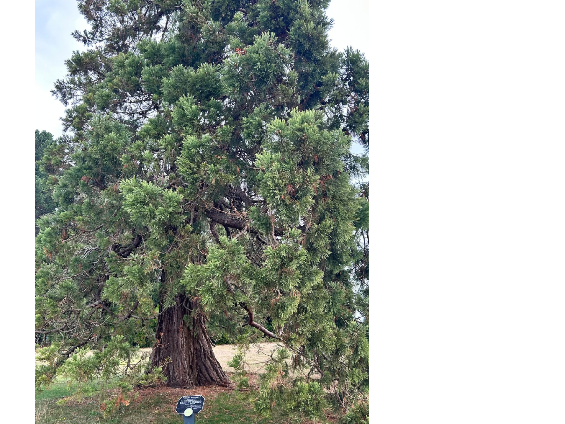The Giant Sequoia